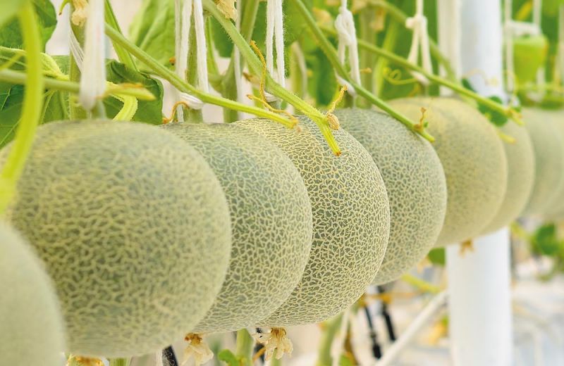 dưa lưới nhật bản